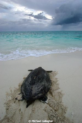 A turtle returns to sea after nesting on Heron Island, Au... by Michael Gallagher 